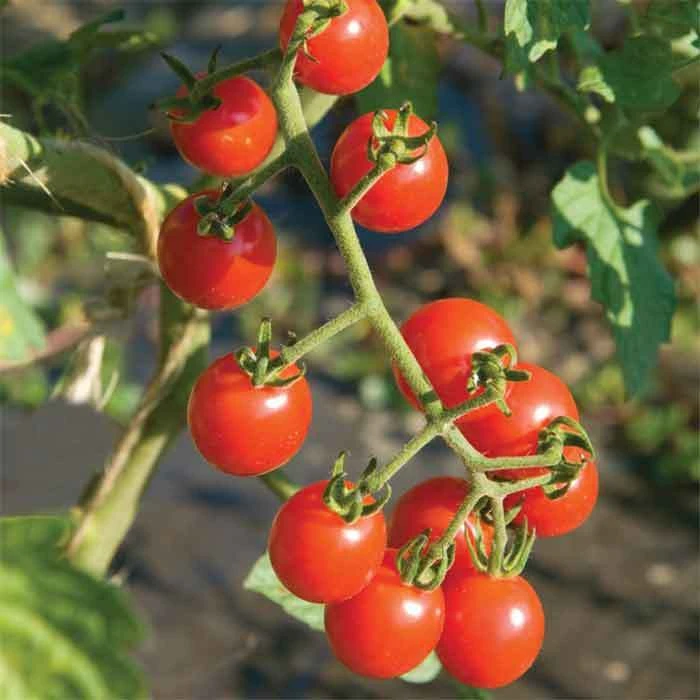 Jasper Hybrid Tomato 1 Jasper Hybrid Tomato