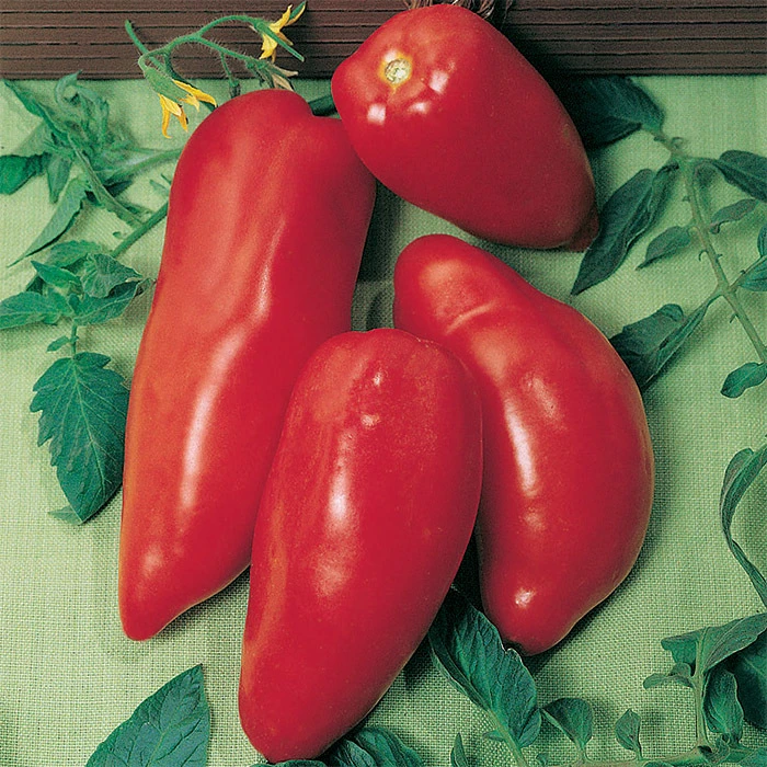 Opalka Tomato 1 Opalka Tomato