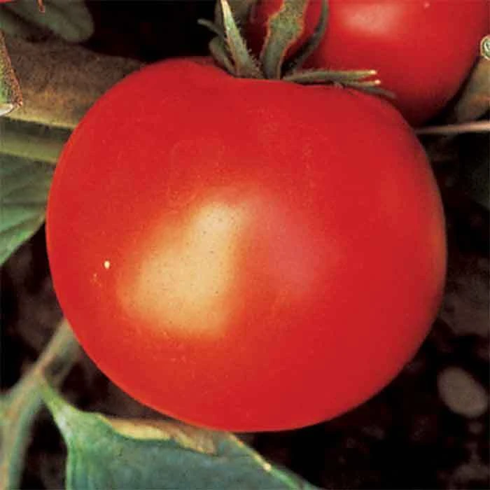 Wisconsin 55 Tomato 1 Wisconsin 55 Tomato