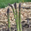 Mary Washington Asparagus