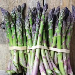 Jersey Knight Hybrid Asparagus
