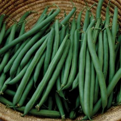 Annihilator Bush Bean