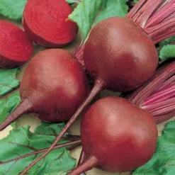 Red Cloud Hybrid Beet