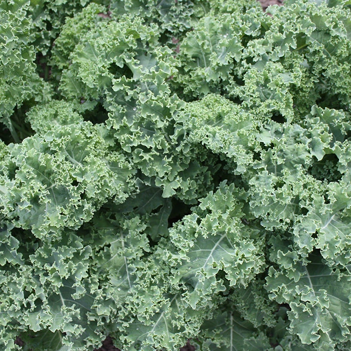 Darkibor Hybrid Kale 1 Darkibor Hybrid Kale