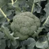 Godzilla Hybrid Broccoli