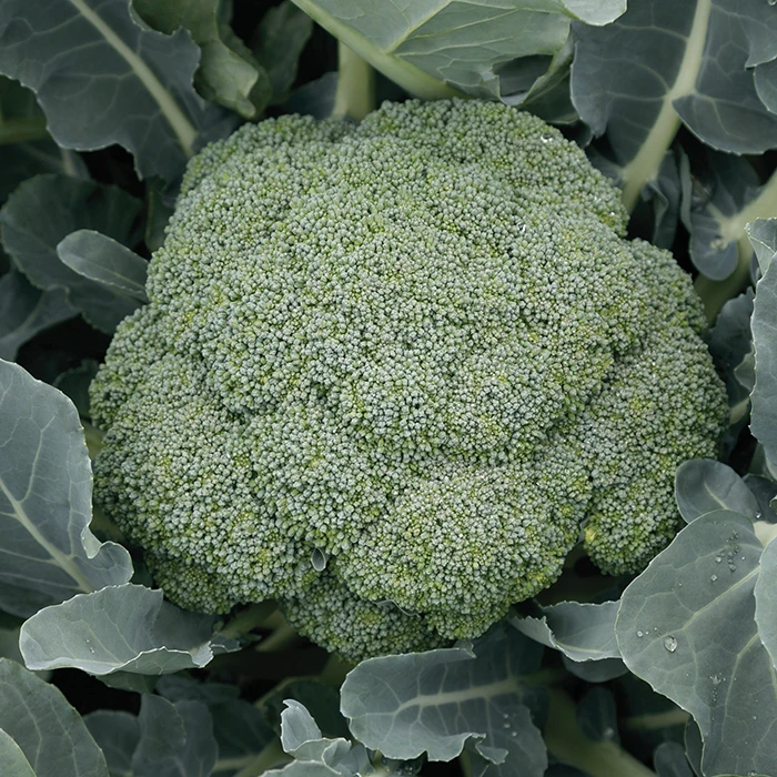 Green Magic Hybrid Broccoli 1 Green Magic Hybrid Broccoli