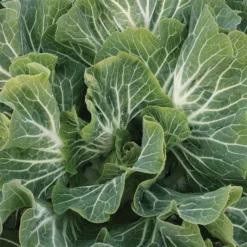 Beira Tronchuda Kale