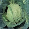 Danish Ballhead Cabbage