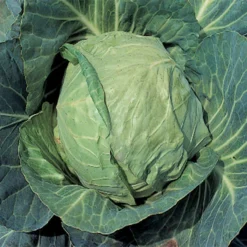 Danish Ballhead Cabbage