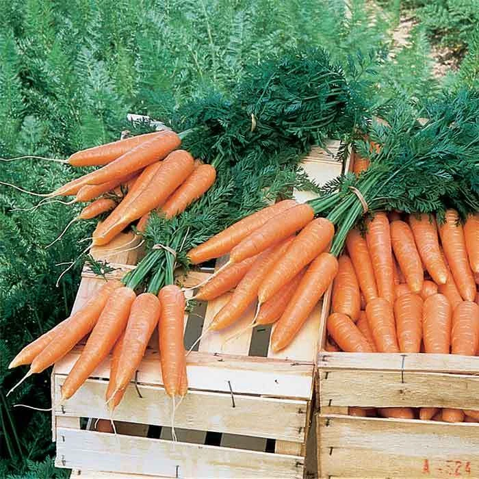 Bolero Hybrid Carrot 1 Bolero Hybrid Carrot
