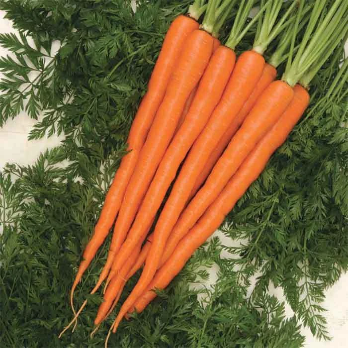 Sugarsnax 54 Hybrid Carrot 1 Sugarsnax 54 Hybrid Carrot