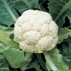 Amazing Cauliflower