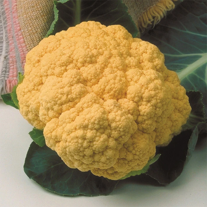 Cheddar Hybrid Cauliflower 1 Cheddar Hybrid Cauliflower