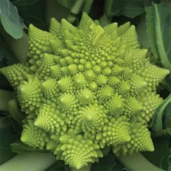 Veronica Romanesco Cauliflower