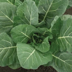 Flash Hybrid Collards