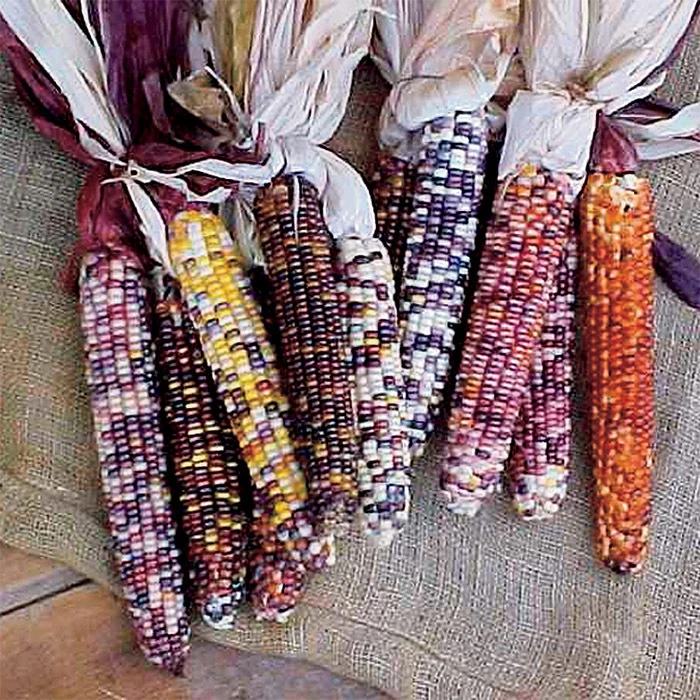 Autumn Explosion Hybrid Ornamental Corn 1 Autumn Explosion Hybrid Ornamental Corn