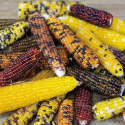 Miniature Rainbow Popcorn
