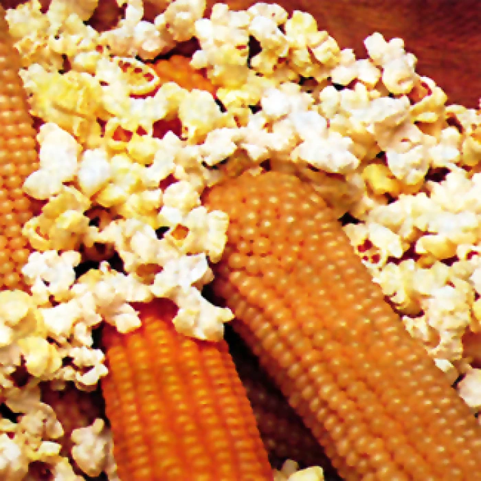 Robust Yellow Hybrid Popcorn 1 Robust Yellow Hybrid Popcorn