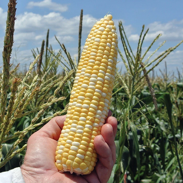 ACes Bicolor Sweet Corn 1 ACes Bicolor Sweet Corn