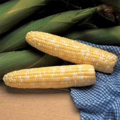 Serendipity Triplesweet&reg; Bicolor Hybrid Sweet Corn
