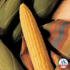 Honey Select Hybrid Triplesweet® Sweet Corn