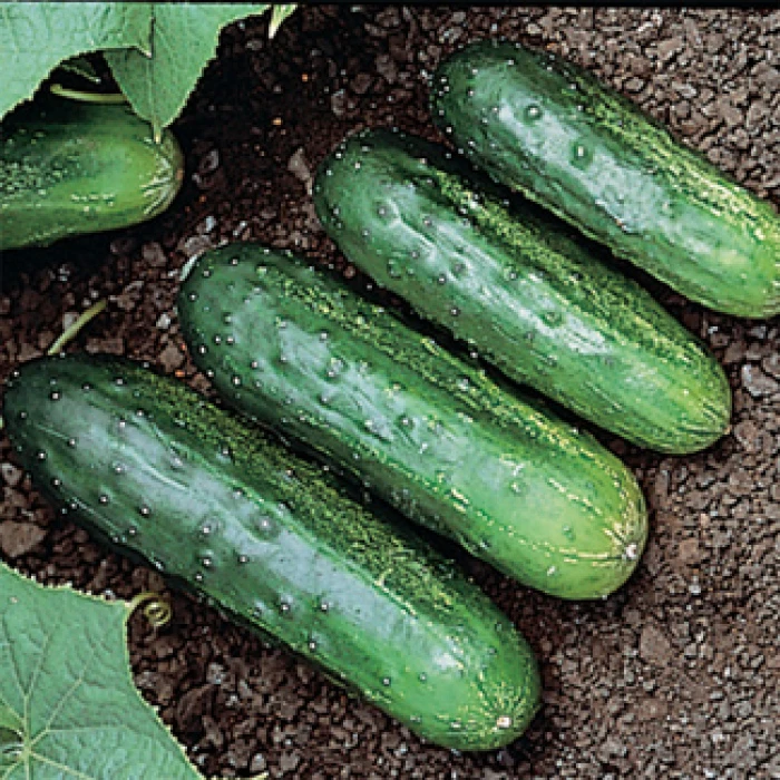 H 19 Little Leaf Cucumber 1 H 19 Little Leaf Cucumber