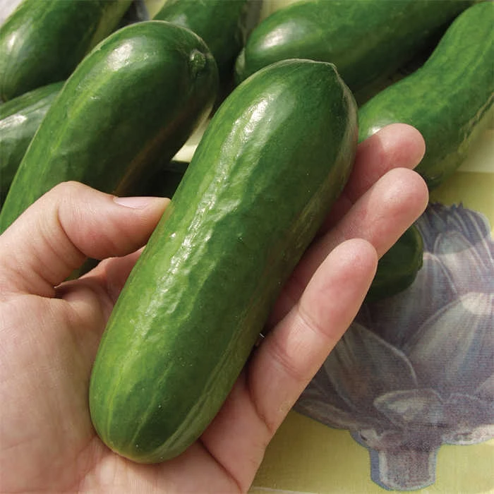 Iznik Hybrid Cucumber 1 Iznik Hybrid Cucumber