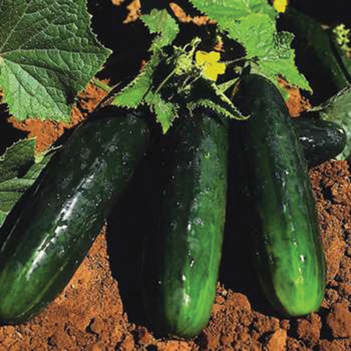 Spacemaster 80 Bush Cucumber 1 Spacemaster 80 Bush Cucumber