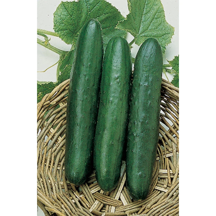 Sweet Slice Hybrid Cucumber 1 Sweet Slice Hybrid Cucumber