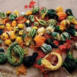 Autumn Wings Blend Gourds