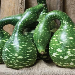 Speckled Swan Gourds