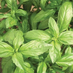 Aroma 2 Hybrid Basil