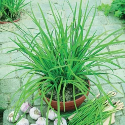 Geisha Garlic Chives