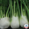 Antares Hybrid Fennel