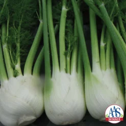 Antares Hybrid Fennel