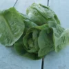 Little Gem Romaine Lettuce