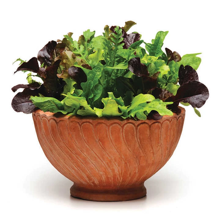Various SimplySalad™ Alfresco Mesclun Mix 1 Various SimplySalad™ Alfresco Mesclun Mix