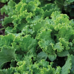 Green Ice Looseleaf Lettuce