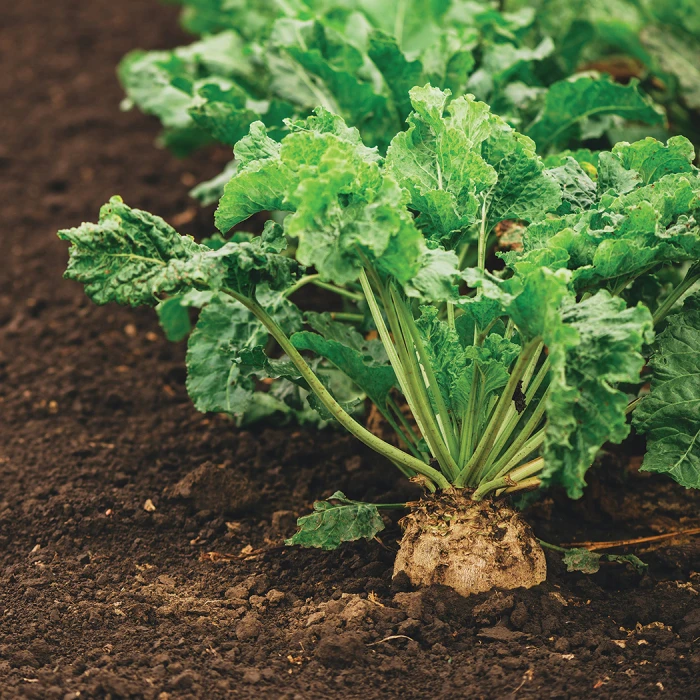 Newbie Sugar Beet 1 Newbie Sugar Beet