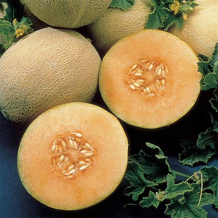 Ambrosia Hybrid Muskmelon 1 Ambrosia Hybrid Muskmelon