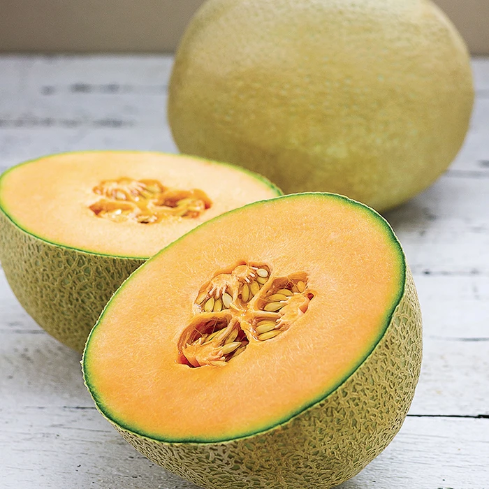 Infinite Gold Hybrid Muskmelon 1 Infinite Gold Hybrid Muskmelon