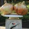 Candy Hybrid Onion