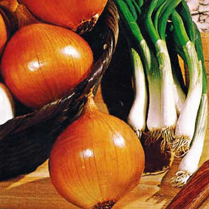 Yellow Sweet Spanish Onion 1 Yellow Sweet Spanish Onion