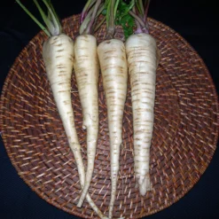 Hollow Crown Parsnip