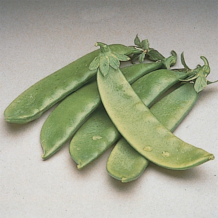 Oregon Giant Snow Pea 1 Oregon Giant Snow Pea