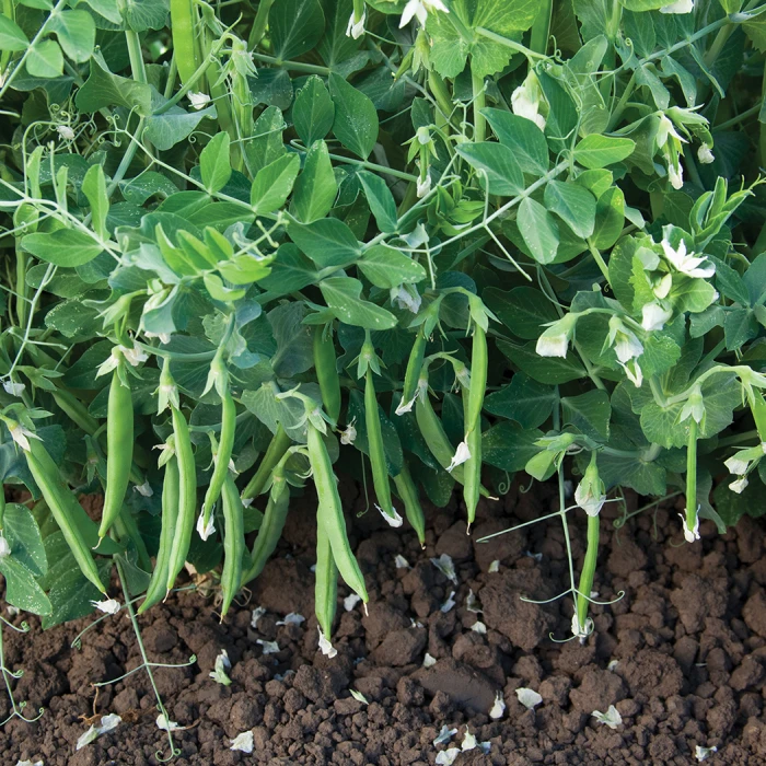 Snak Hero Pea 1 Snak Hero Pea