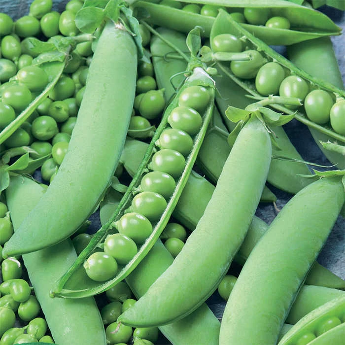 Strike Garden Shelling Pea 1 Strike Garden Shelling Pea