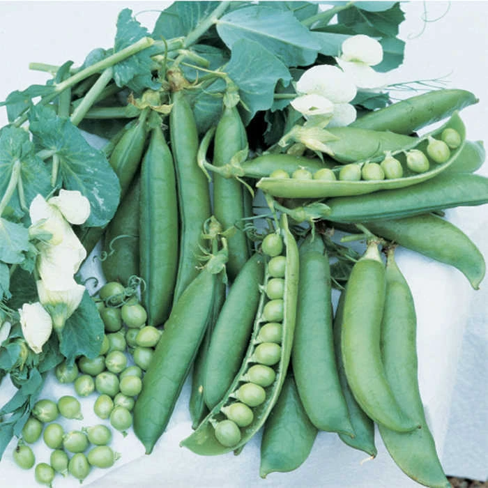 Wando Garden Shelling Pea 1 Wando Garden Shelling Pea