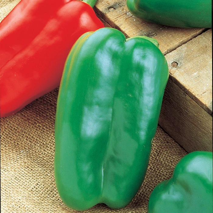 Big Bertha Ps Hybrid Pepper 1 Big Bertha Ps Hybrid Pepper