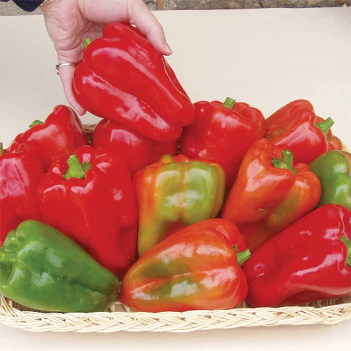 Margarets Pepper 1 Margarets Pepper